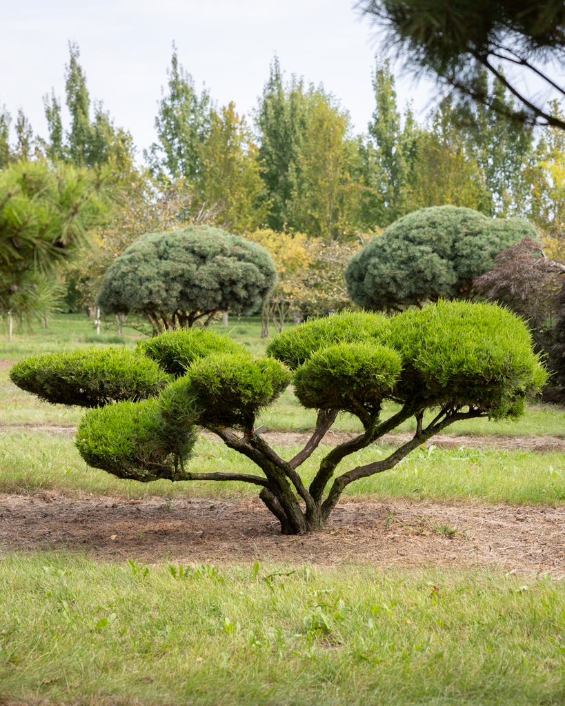 Juniperus media 'Mint Julep' Unikat